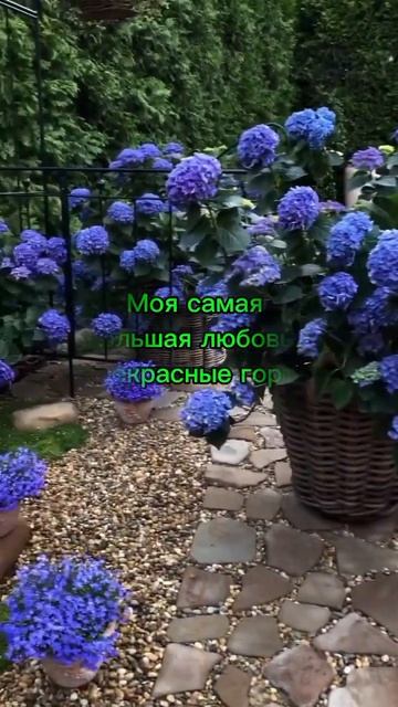 Моя самая большая любовь - это прекрасные гортензии!