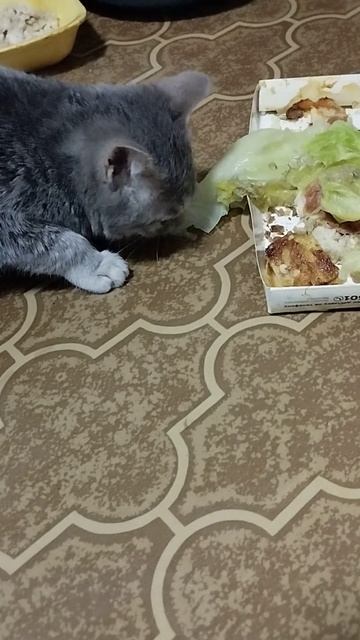 голодные времена ,приходится котьке есть капусту смотреть онлайн