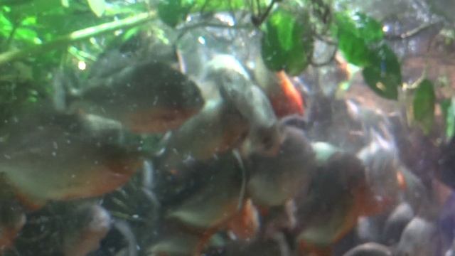 Кормление пираний в Санкт-Петербургском океанариуме