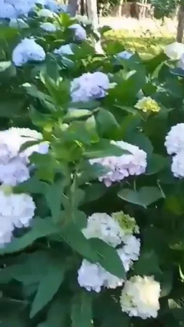 #hydrangea#hortensia#гортензия#garden#гортензія#flowers#shorts#アジサイ#panic