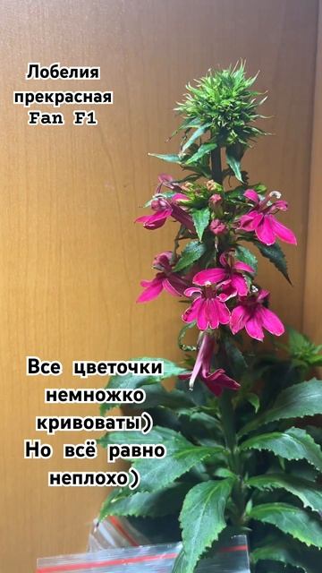 Лобелия прекрасная Fan F1 #растения #цветы #лобелия смотреть онлайн