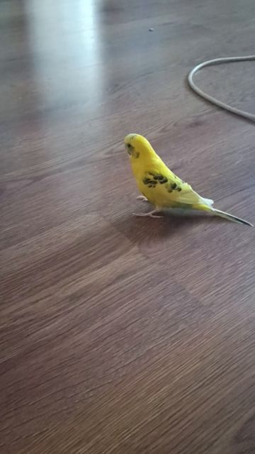 Волнистый попугай смотреть онлайн