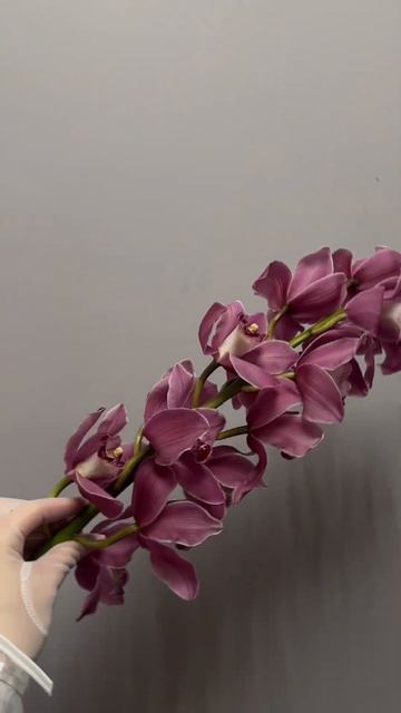 3 малоизвестных факта про орхидеи, смотри описание