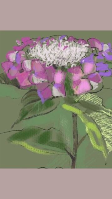 Hydrangeas/Гортензия #shorts #digitalpainting #speedpaint #procreate #dailysketch смотреть онлайн