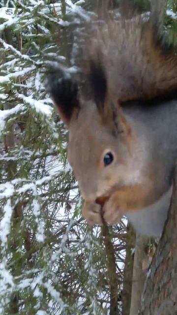 Проголодавшаяся Белочка ест орешки смотреть онлайн