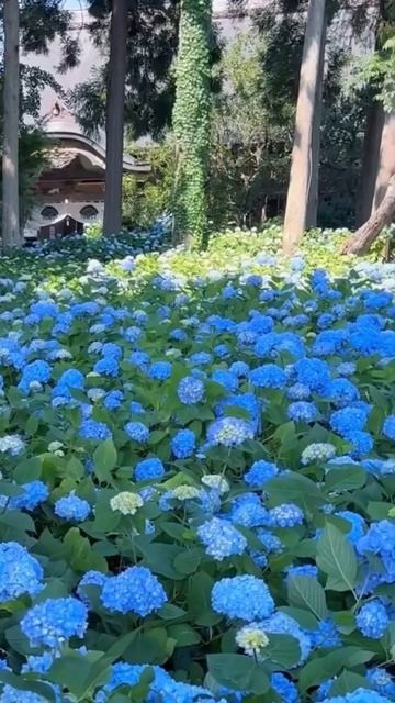 #hydrangea#macrophylla#hortensia#гортензия#garden#гортензія#flowers#park#jardin#s смотреть онлайн