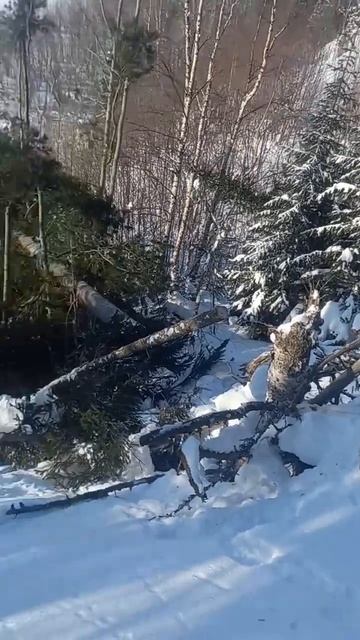 тайга,Обь река,красота))) смотреть онлайн