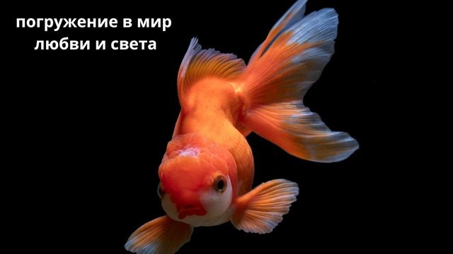 Как рыбка принесла свет во весь мир смотреть онлайн