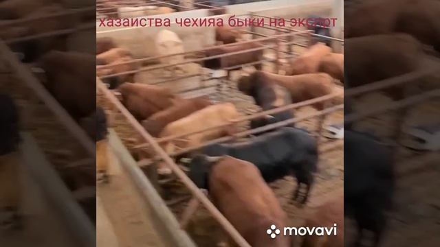 быки на продажу из Чехия смотреть онлайн