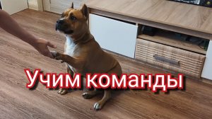 Учим собаку командам. Простые команды для собак. Стафф. Дрессировка собак