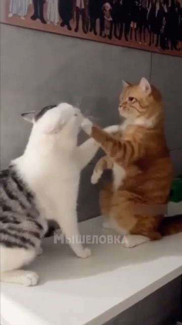 есть тут среди моих зрителей любители котят🤗#kyrgyzstan #к смотреть онлайн