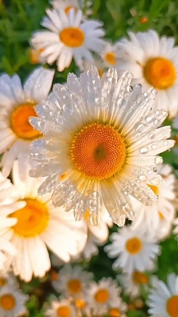 КРАСИВЫЙ СТОРИС 😍 смотреть онлайн