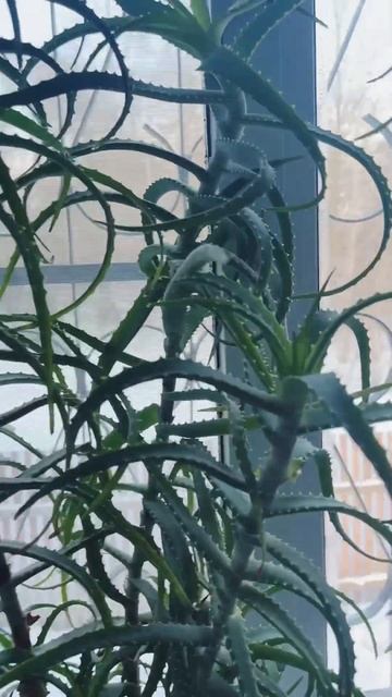 Алоэ для кожи Мастхэв🔥🔥🔥 смотреть онлайн