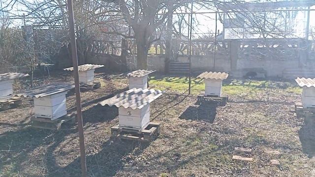 Чтобы здесь выжить с помощью пасеки мне приходится бы смотреть онлайн