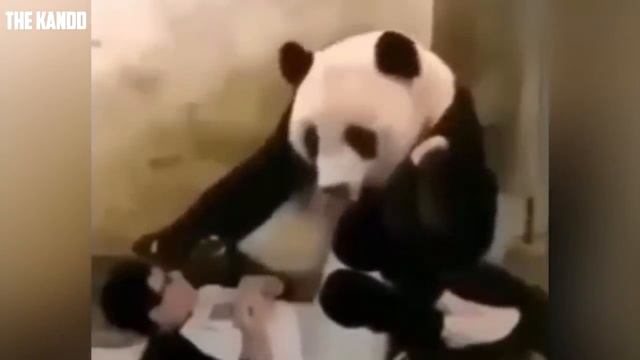 САМЫЕ СМЕШНЫЕ ВИДЕО ПРИКОЛЫ 2019 ЛУЧШИЕ ПРИКОЛЫ РЖАЧ ДО СЛЕЗ смотреть онлайн
