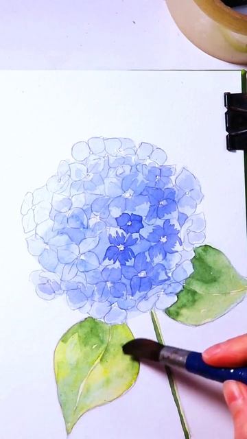Гортензия. Пишу акварелью. #акварель #рисование #арт #art