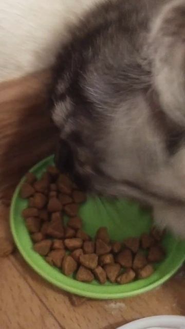 котёнок кушает сухой корм смотреть онлайн