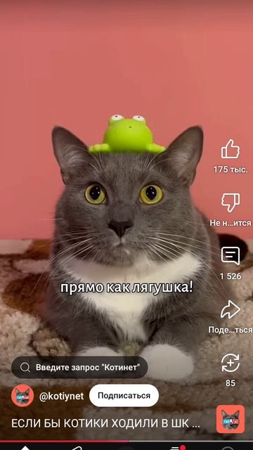 Если бы котики ходили в школу немецкий язык смотреть онлайн