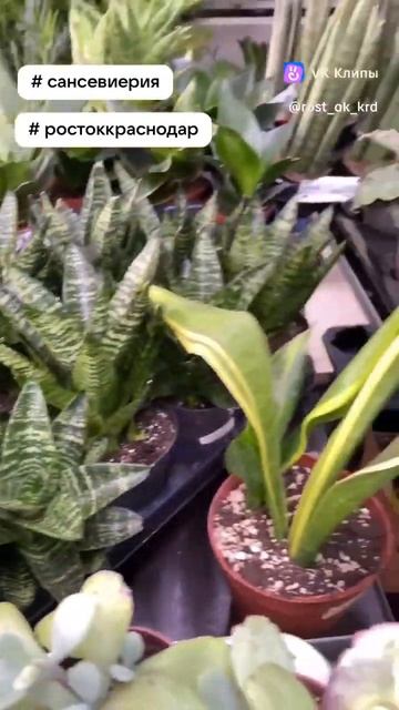 Сансивиерия. Садовый центр Росток смотреть онлайн