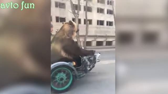 Авто приколы 2017 Июнь Смешная подборка видео лето серия 39 смотреть онлайн