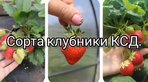 Сорта клубники КСД. Что относится, виды, обзор сортов.