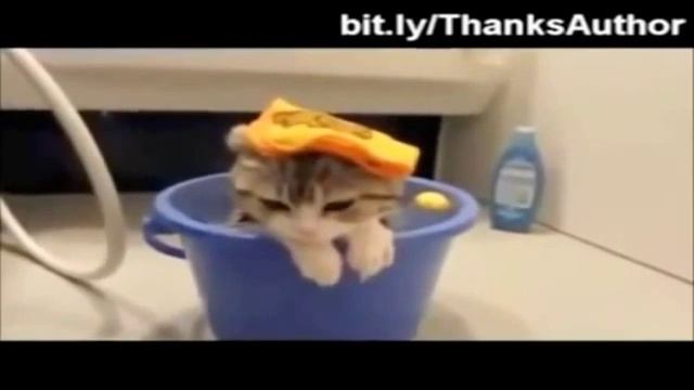 Самые смешные кошки Смешное про кошек и котов смотреть онлайн