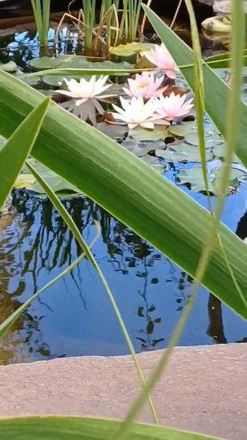 чистые пруды...🪷🪷🪷 смотреть онлайн