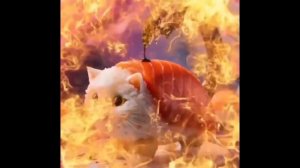 самое редкое итальянское животное 😱 ПУСИНИ СУШИНИ