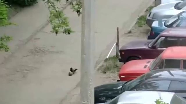 ЛУЧШИЕ ПРИКОЛЫ 2016 МАЙ Смешные приколы за май 2016 ржака смотреть онлайн
