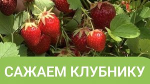 КАК ПРАВЕЛЬНО ПЕРЕСАДИТЬ КЛУБНИКУ И КОГДА.