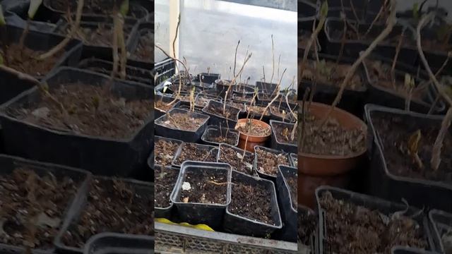 Первая обработка гортензий смотреть онлайн