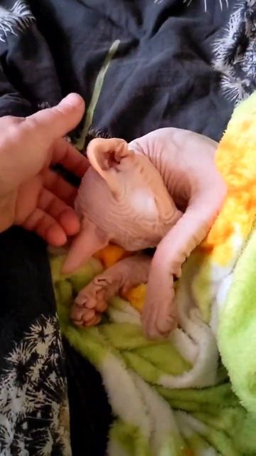 Хитрый Лис, кто ест телефон? смотреть онлайн