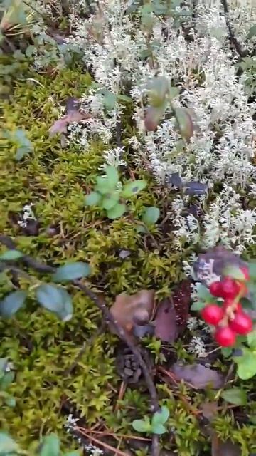 Брусника поспевает смотреть онлайн