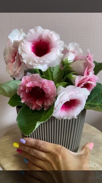 Глоксиния 🫶 цветение 🌸 красота 💞 смотреть онлайн