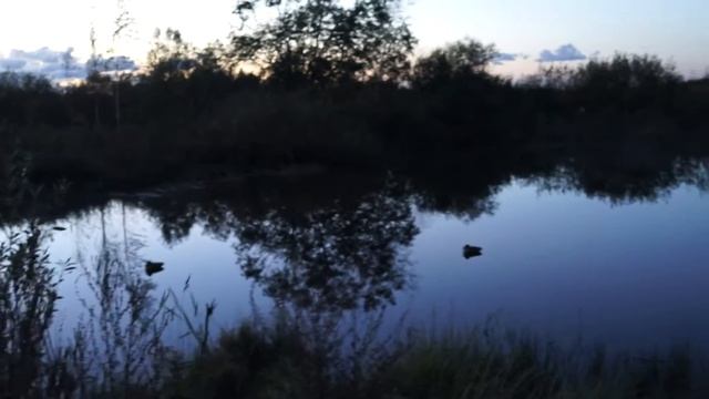 За уткой 24 сентября 2018 года смотреть онлайн