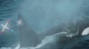 Красивая Турецкая песня,Seviyurom