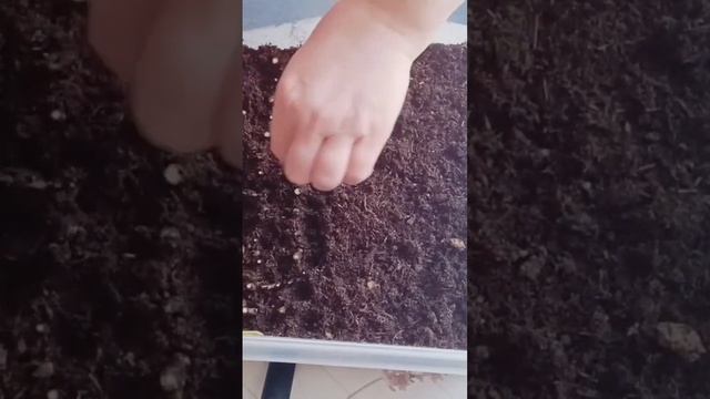 Укоренение черенков метельчатой гортензии