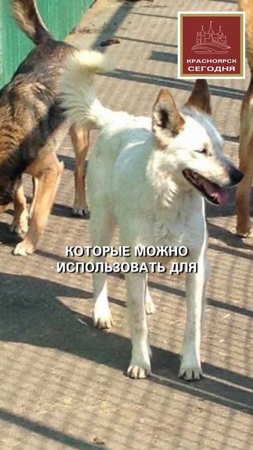7 приютов для животных получат деньги из бюджета город смотреть онлайн