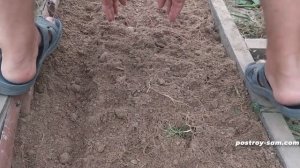 Посадка укропа в теплице 1 сентября | Киев | Украина | 2024