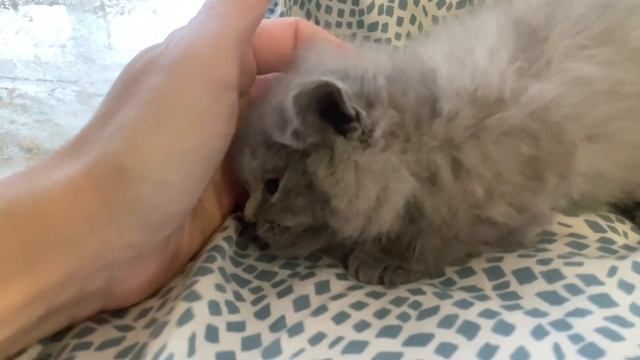 Маленький котенок смотреть онлайн