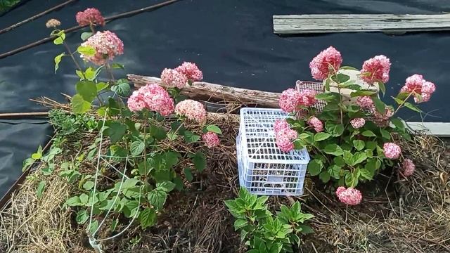 5. сравнение цветения древовидных гортензий Пинк Анна? смотреть онлайн