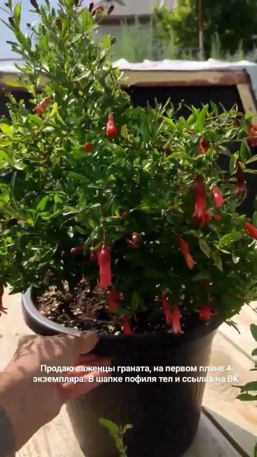 #гранат #гранатнана #карликовыйгранат #экзотичкскиера
