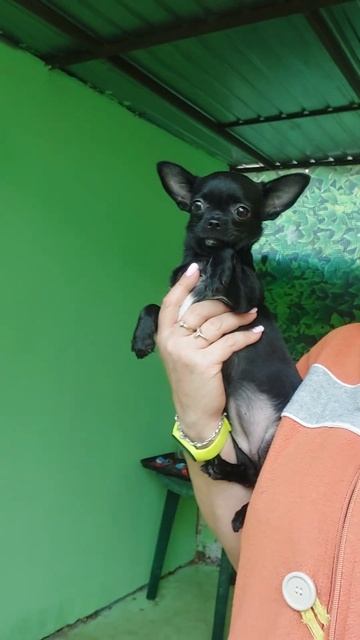 Багира Купидоновна ПРОДАЖА чихуахуа питомник Кастроп смотреть онлайн