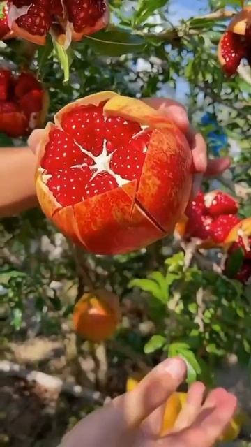 граната бомба честно говоря 😍😍