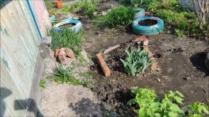 Борьба с травой началась // Первые посадки