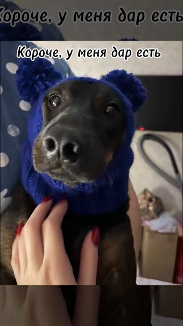 Короче, у меня дар есть #labradorretriever #собака #doglover #животн? смотреть онлайн