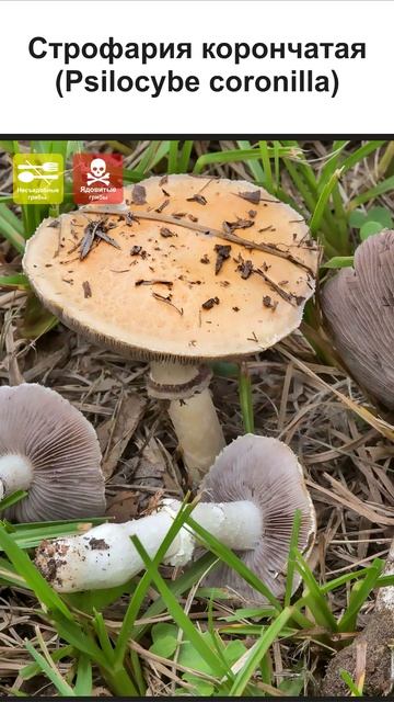 ГРИБЫ СТРОФАРИИ ВСЕ ВИДЫ (3 часть) #short #shorts #shortsvideo смотреть онлайн