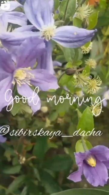 Клематис Арабелла смотреть онлайн