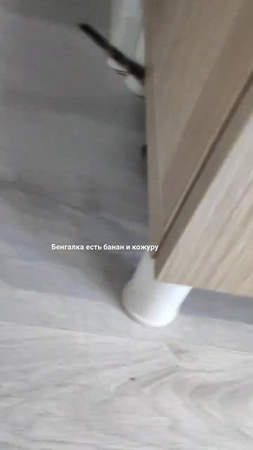 кошка есть банан.кожуру от банана.бенгальский котенок смотреть онлайн