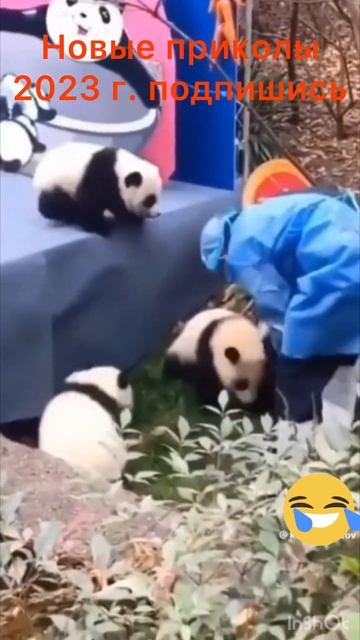 панды смешные shorts#shorts #юмор #приколы #животные #смех #смешно смотреть онлайн